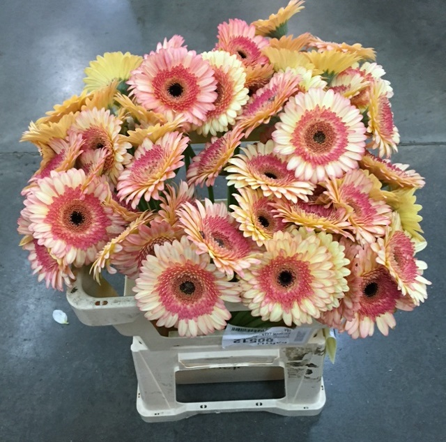 Germini prosecco.jpg